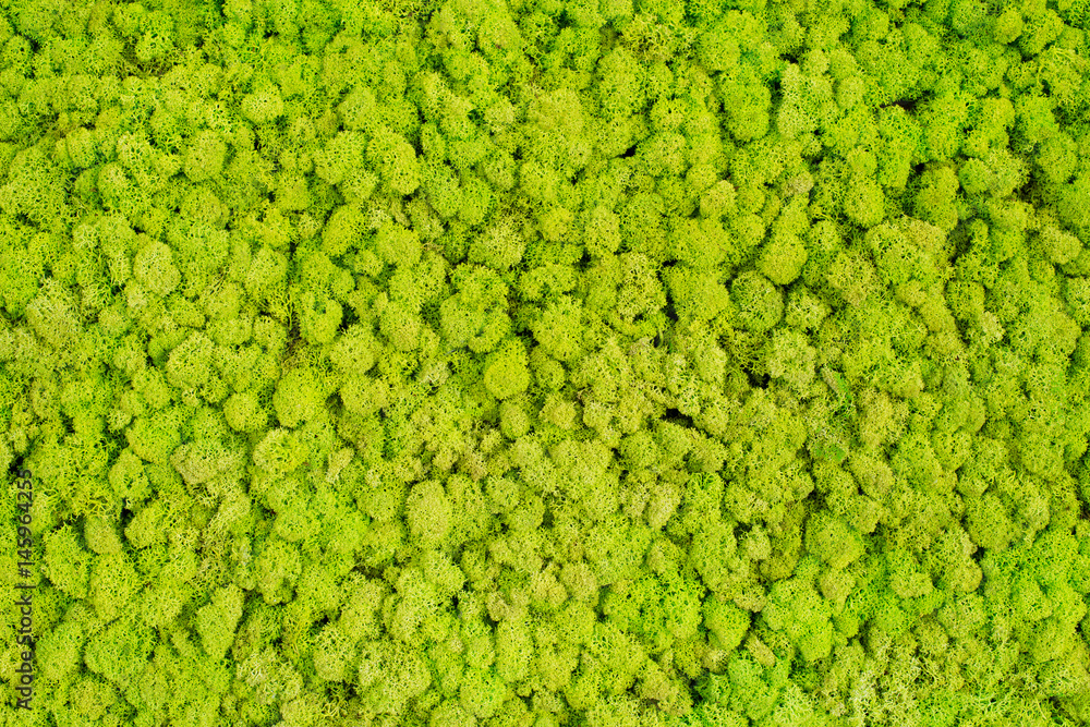 Green stabilized moss