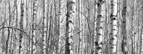 Beautiful landscape with birches. Black and white panorama with birches in retro style. Birch grove in autumn. The trunks of birch trees. Black and white panoramic photo of birch trunks.
