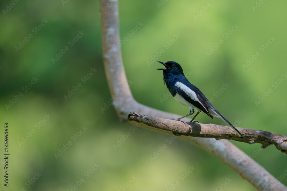 Oriental magpie robin Oriental magpie robin