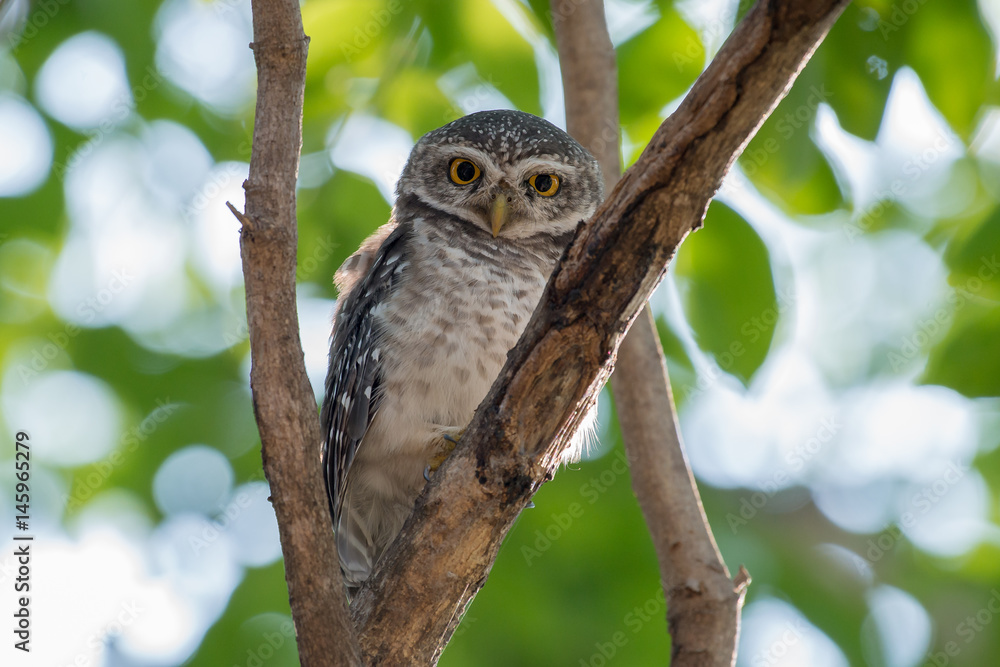 Spotted Owlet Spotted Owlet
