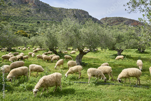 Schafherde in Olivenhain bei Stylos (Stilos), Chania