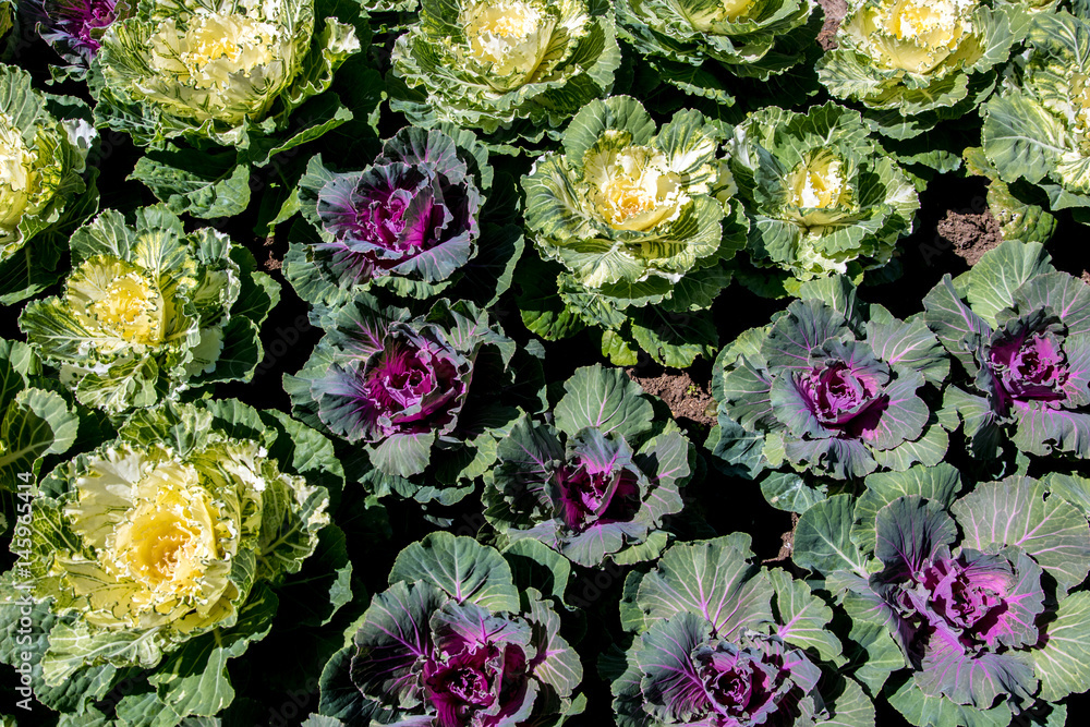 Obraz premium lettuce grown on the field