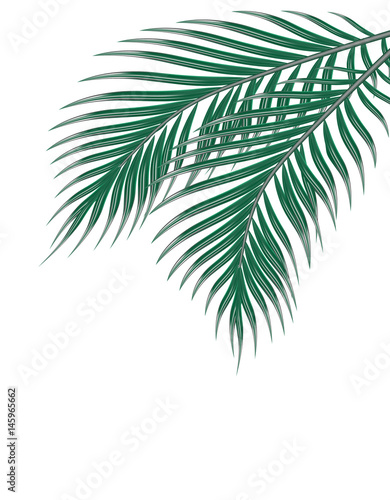 Two tropical green palm leaves. Isolated on white background. illustration