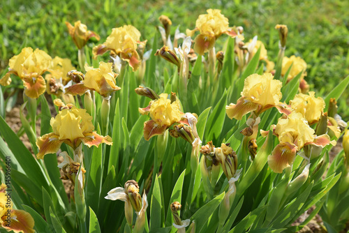 Fototapeta Naklejka Na Ścianę i Meble -  Iris germanica jaune aun printemps au jardin