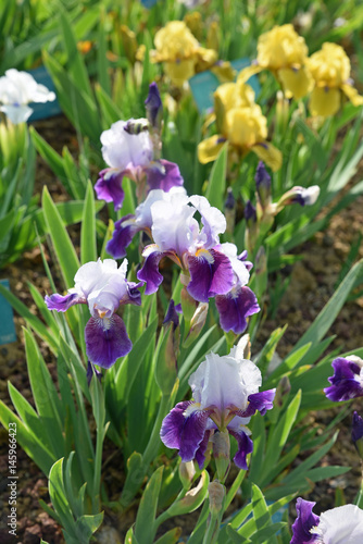 Fototapeta Naklejka Na Ścianę i Meble -  Iris germanica violet au jardin au printemps