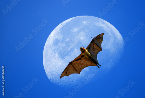 Flying fox on the moon photo