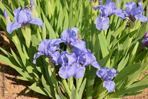 Fototapeta Naklejka Na Ścianę i Meble -  Iris germanica bleu ciel au printemps au jardin