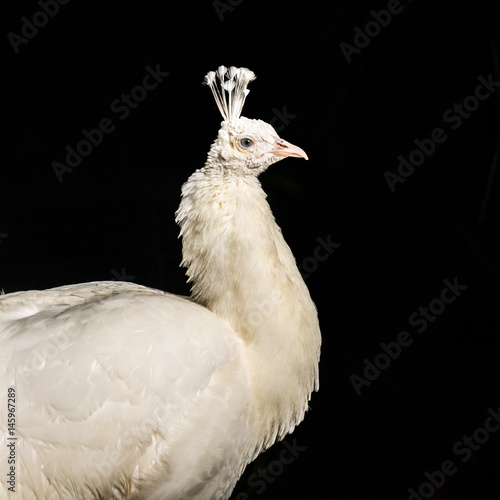 Fotografie White peacock head on green soft background, soft focus