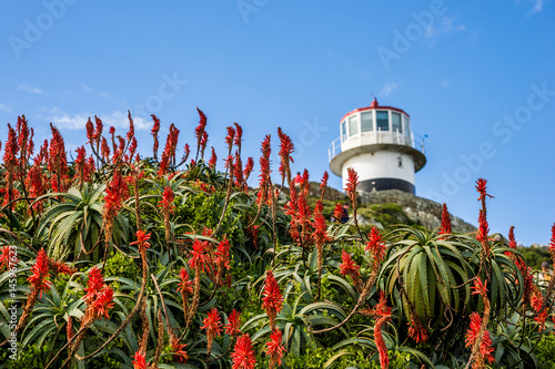 Blooming red aloes and lighthouse on Cape of Good Hope. Table Mountain national park, Cape point, South Africa