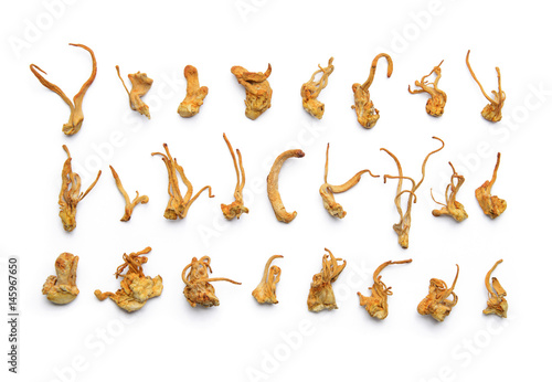 Set of dried cordyceps militaris mushroom