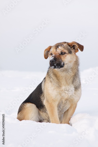 Dog in winter on snow background. © esalienko