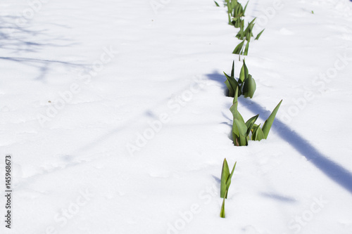 Green plants in the snow, growing in a row