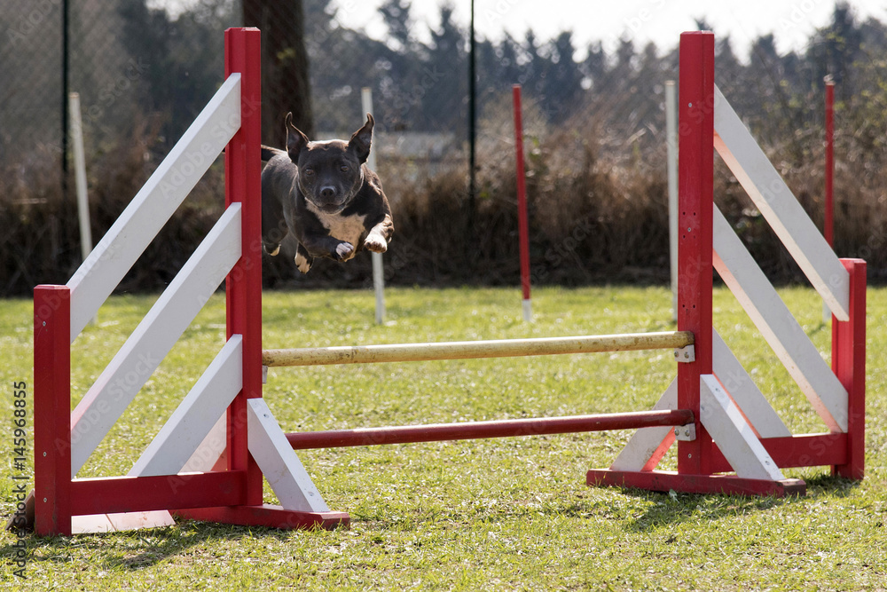 Bull 2024 terrier agility