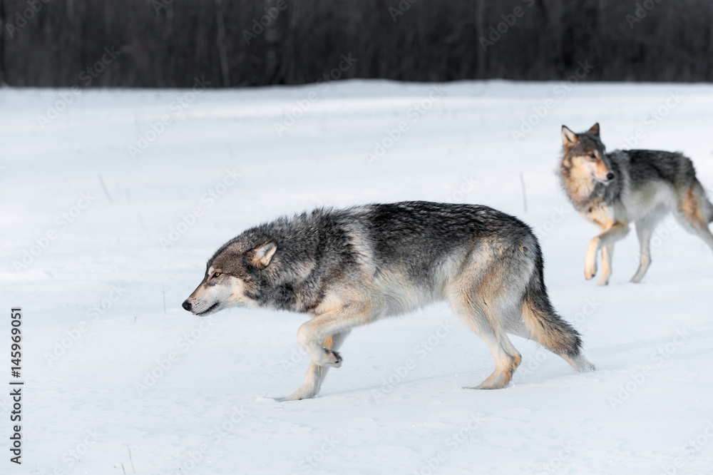 Grey Wolves (Canis lupus) Stalk Left Through Field