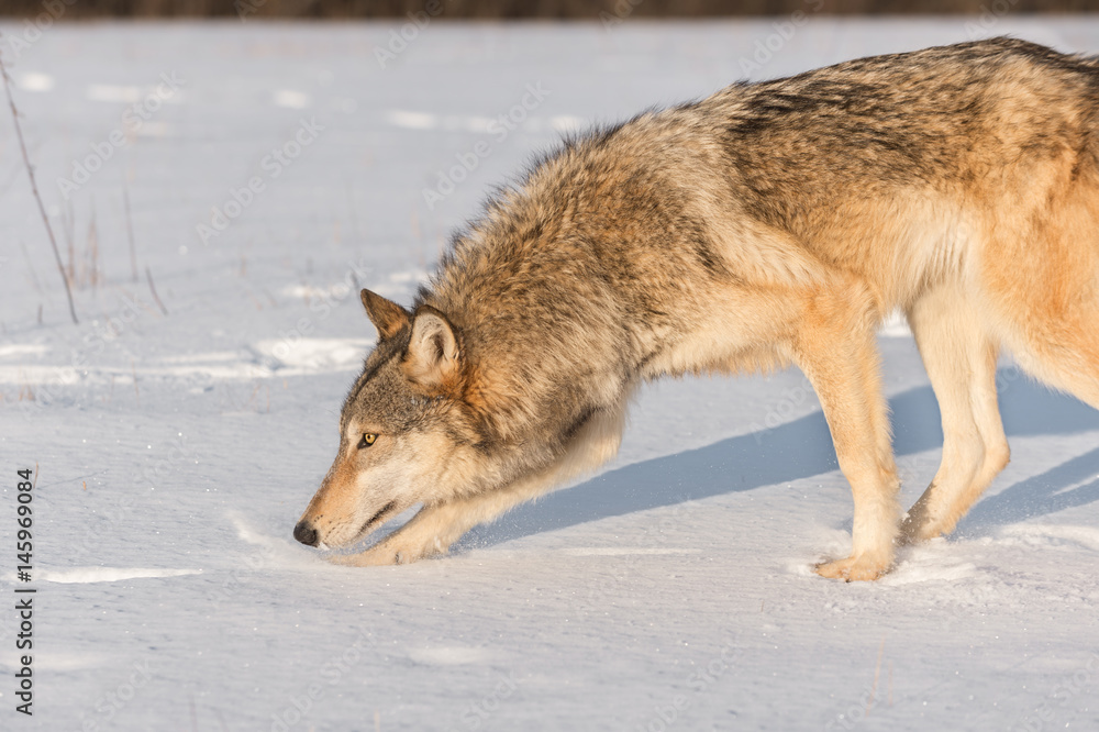 Fototapeta premium Grey Wolf (Canis lupus) Sniffs to Left in Snow