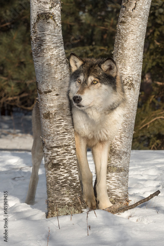 Grey Wolf  Canis lupus  Looks Left Between Trees