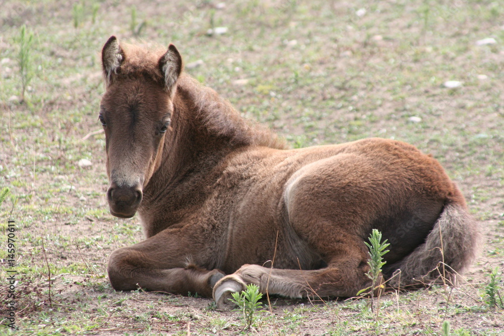 Poulain au repos 