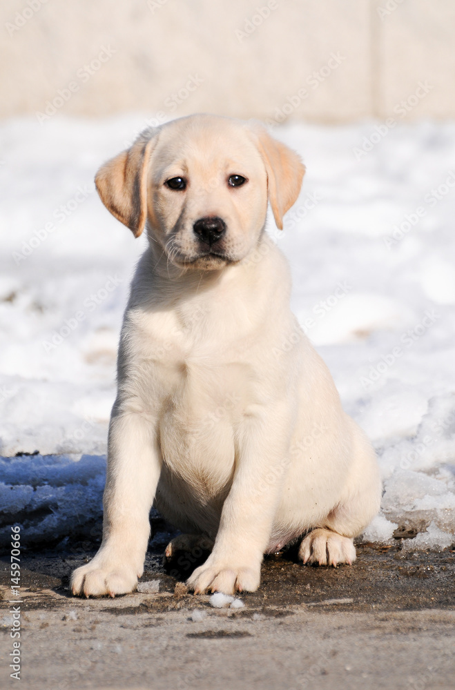Labrador puppy on the snow in winter season.