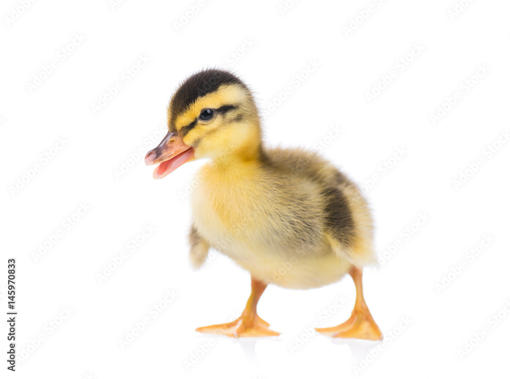 Naklejka premium Cute little newborn fluffy duckling. One young duck isolated on a white background. Nice small bird.