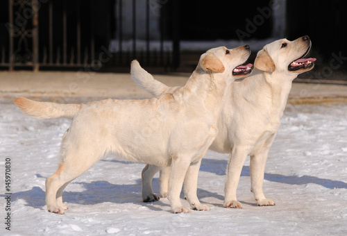 Two Labrador on the snow in winter season.
