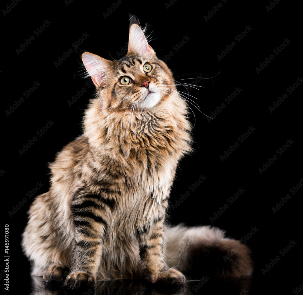 Naklejka premium Portrait of domestic black tabby Maine Coon kitten. Fluffy kitty on black background. Studio shot beautiful curious young cat looking away.