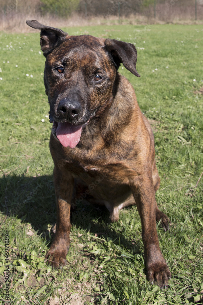 cane corso