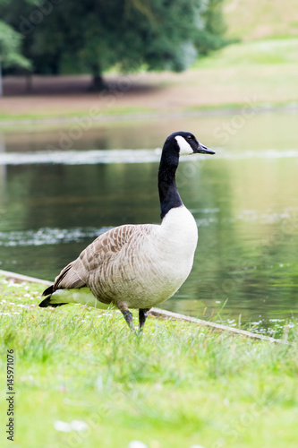 Posing Staring Goose
