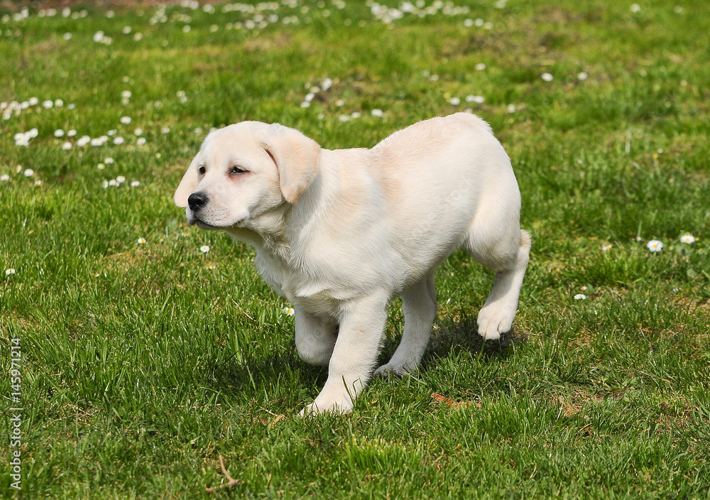 Yellow labrador retriever puppy dog portrait. Yellow labrador retriever puppy dog portrait.