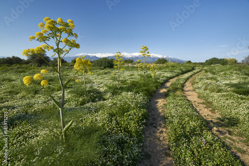Kretische Landschaft mit Riesenfenchel bei Aptera (Chania) 