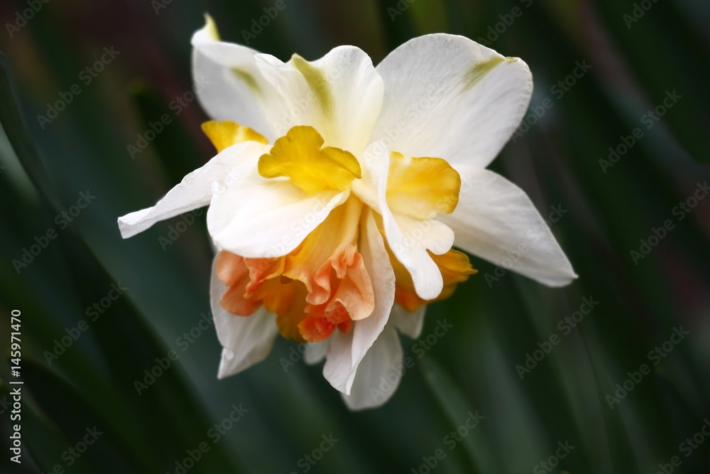 Fototapeta premium Difficult flower of a narcissus./Narcissus flower difficult under the form and color. A background from leaves with an indistinct contour.