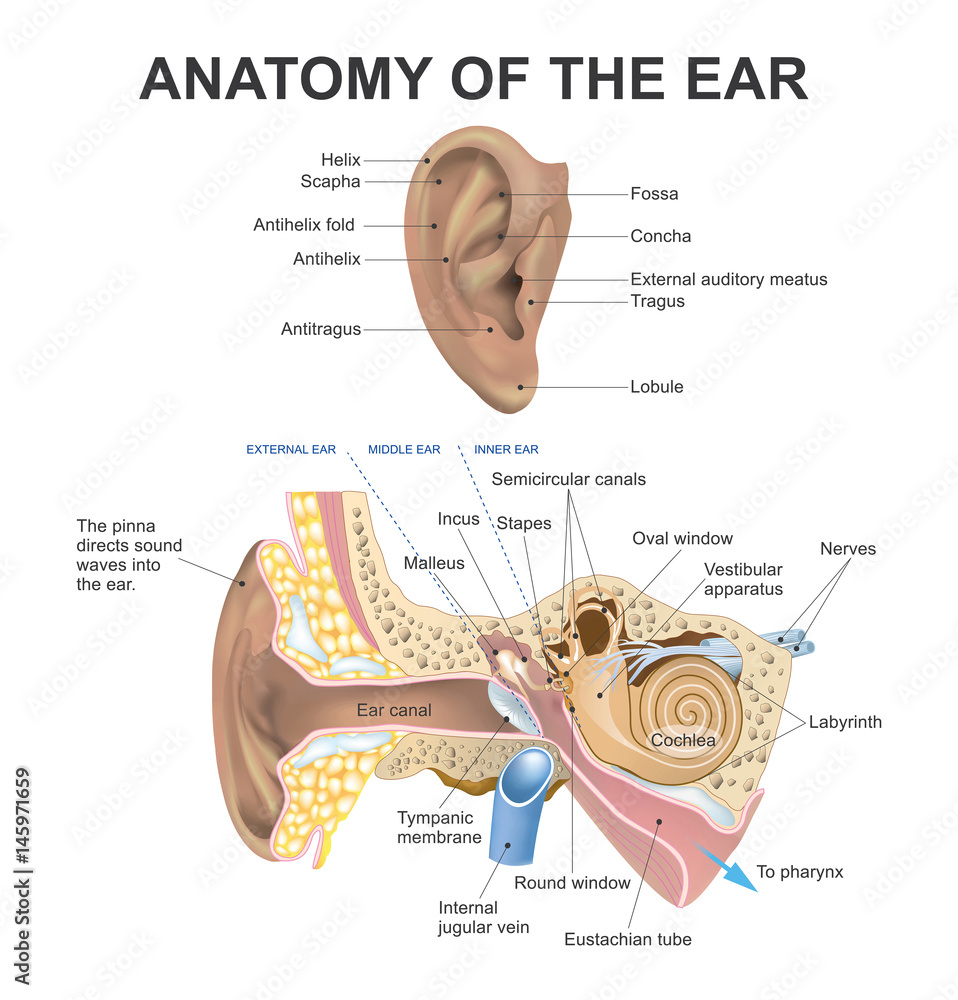 Anatomy of the Ear. Part of human body. Graphic vector. Stock Vector ...