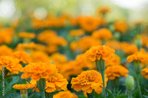 Natural background of marigold flower in the field at the park with a blurred backdrop. Tropical flowers. Free space for text and ideas. © nooumaporn