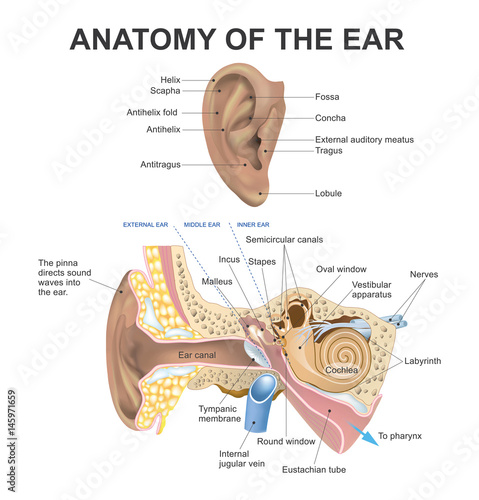 Anatomy of the Ear. Part of human body. Graphic vector. photo