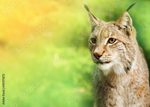 Young male lynx, looking towards the camera, green background.