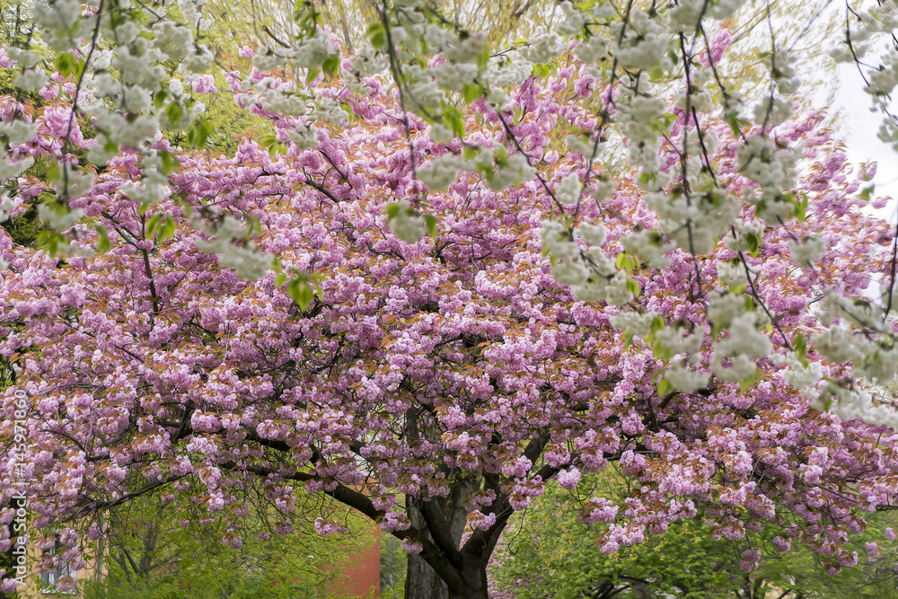 tree blossoms, red and white cherry in spring tree blossoms, red and white cherry in spring