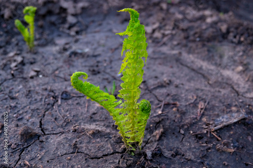 Green young fern