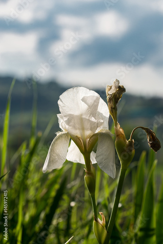 Fototapeta Naklejka Na Ścianę i Meble -  iris bianco