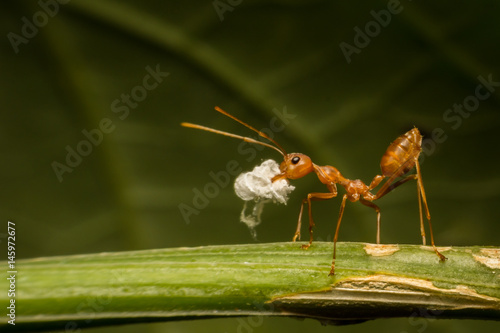 Ant walk on branch/Ant walk/Ant © Nui1312