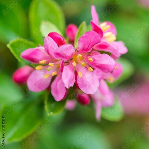 Escallonia Blossom © bigemrg