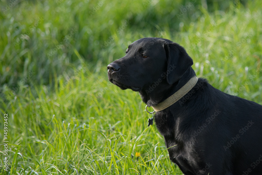 Black labrador