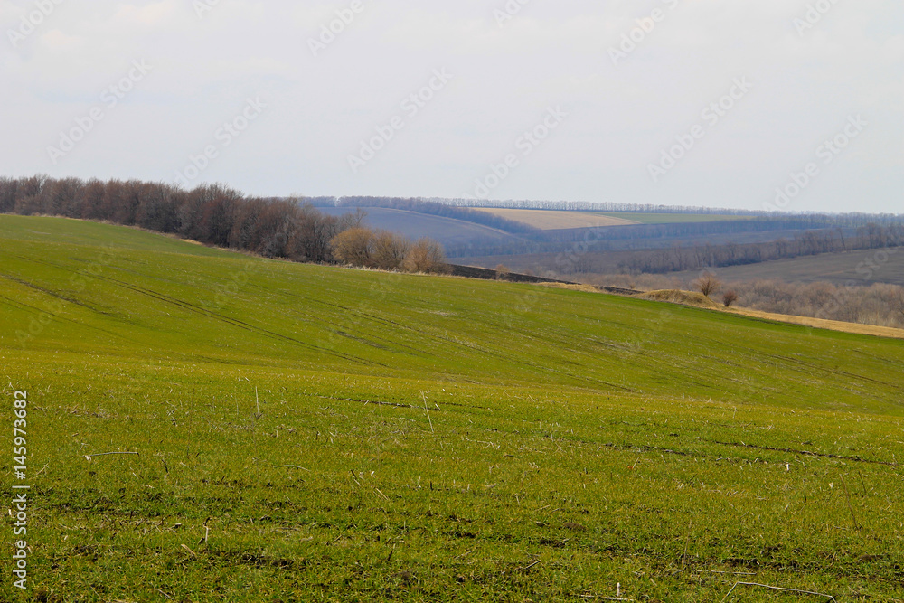 Field of green wheat sprouts