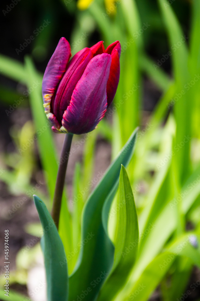 Red tulips on flowerbed in garden Red tulips on flowerbed in garden