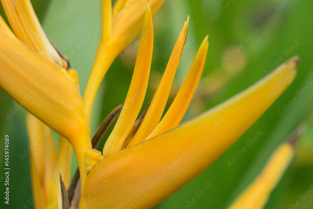 Obraz premium Close-up of bright yellow heliconia flowers in the garden with a blurred green backdrop, Natural backgrounds, and abstract of tropical yellow flowers.