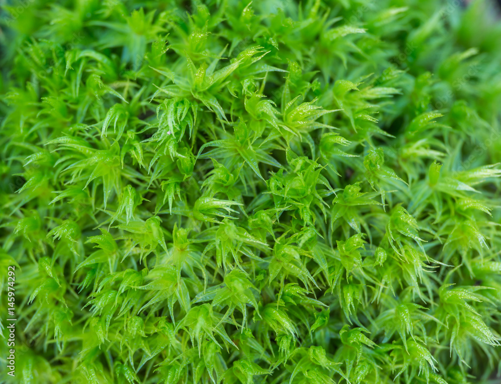 Sand-hill Screw-moss (Syntrichia ruralis ssp. Ruraliformis). Green moss. Sand-hill Screw-moss (Syntrichia ruralis ssp. Ruraliformis). Green moss.