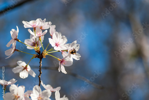 beautiful cherry flower blossom in the spring sakura japan tradition 