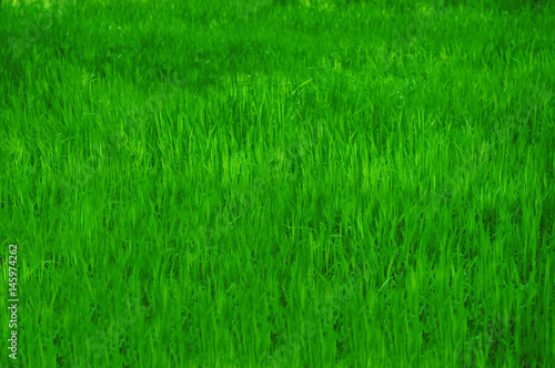 Background of Green Grass