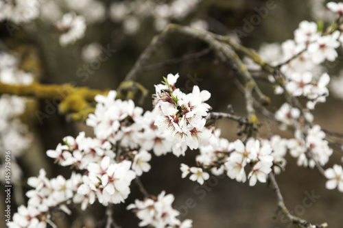 Almond tree in bloom © celiafoto