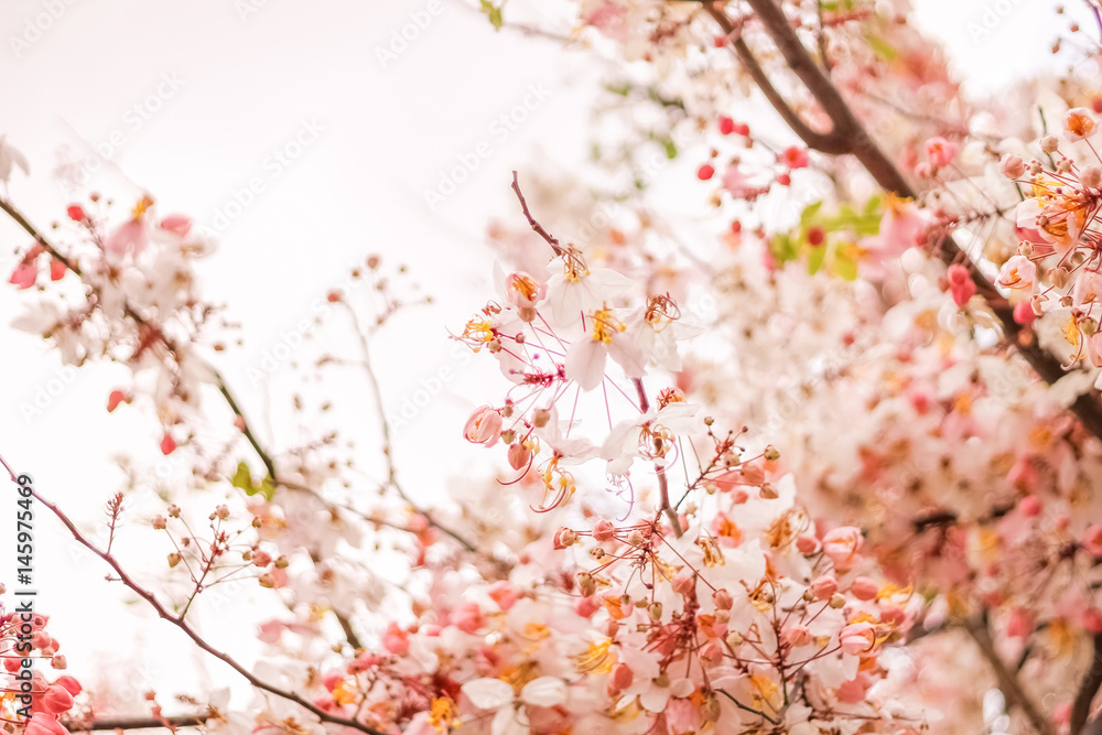 The romantic of pink flower trees, pink flowers. background, texture. The romantic of pink flower trees, pink flowers. background, texture.