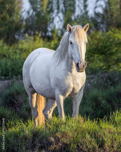 White Camargue Horse standing in the swamps of the Nature reserve in the Parc Regional de Camargue in the evening - Provence, France