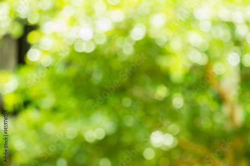 Fototapeta Naklejka Na Ścianę i Meble -  Abstract blurred nature bokeh background in green tone